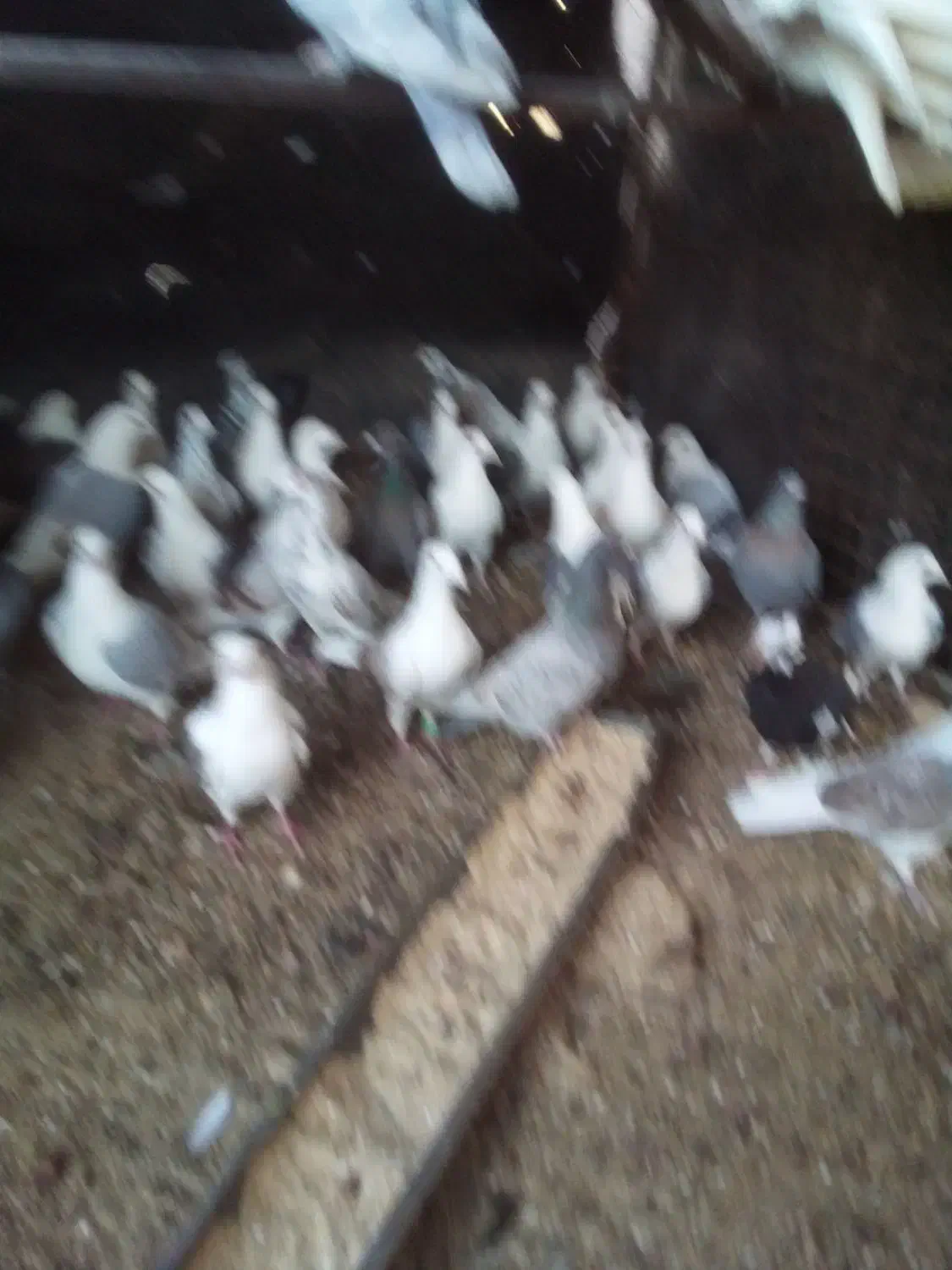 کبوتر پلاکی|پرنده|تفت, |دیوار