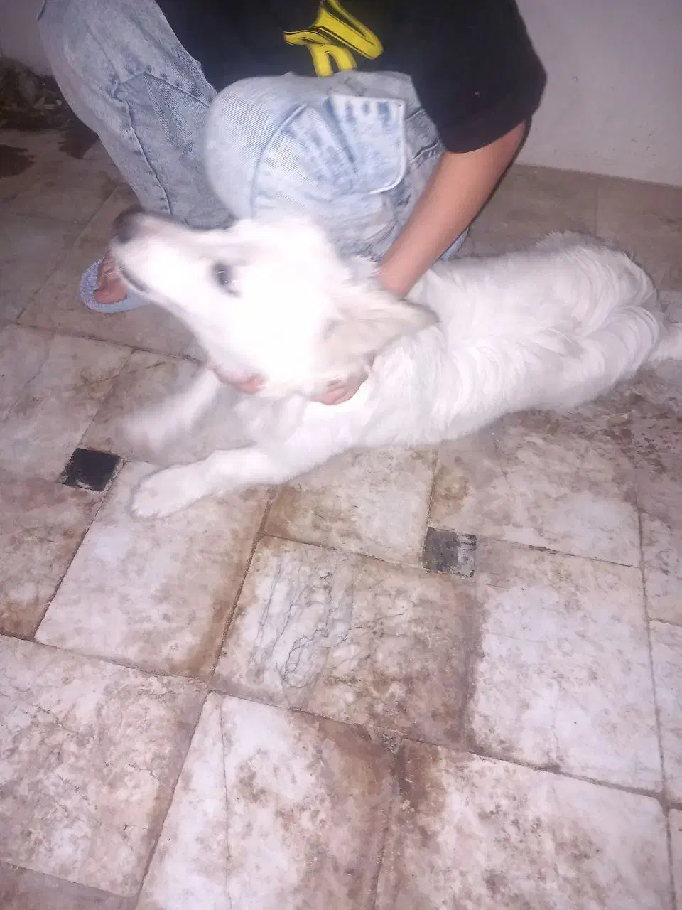 سگ پاکوتاه|سگ|قم, نیروگاه|دیوار