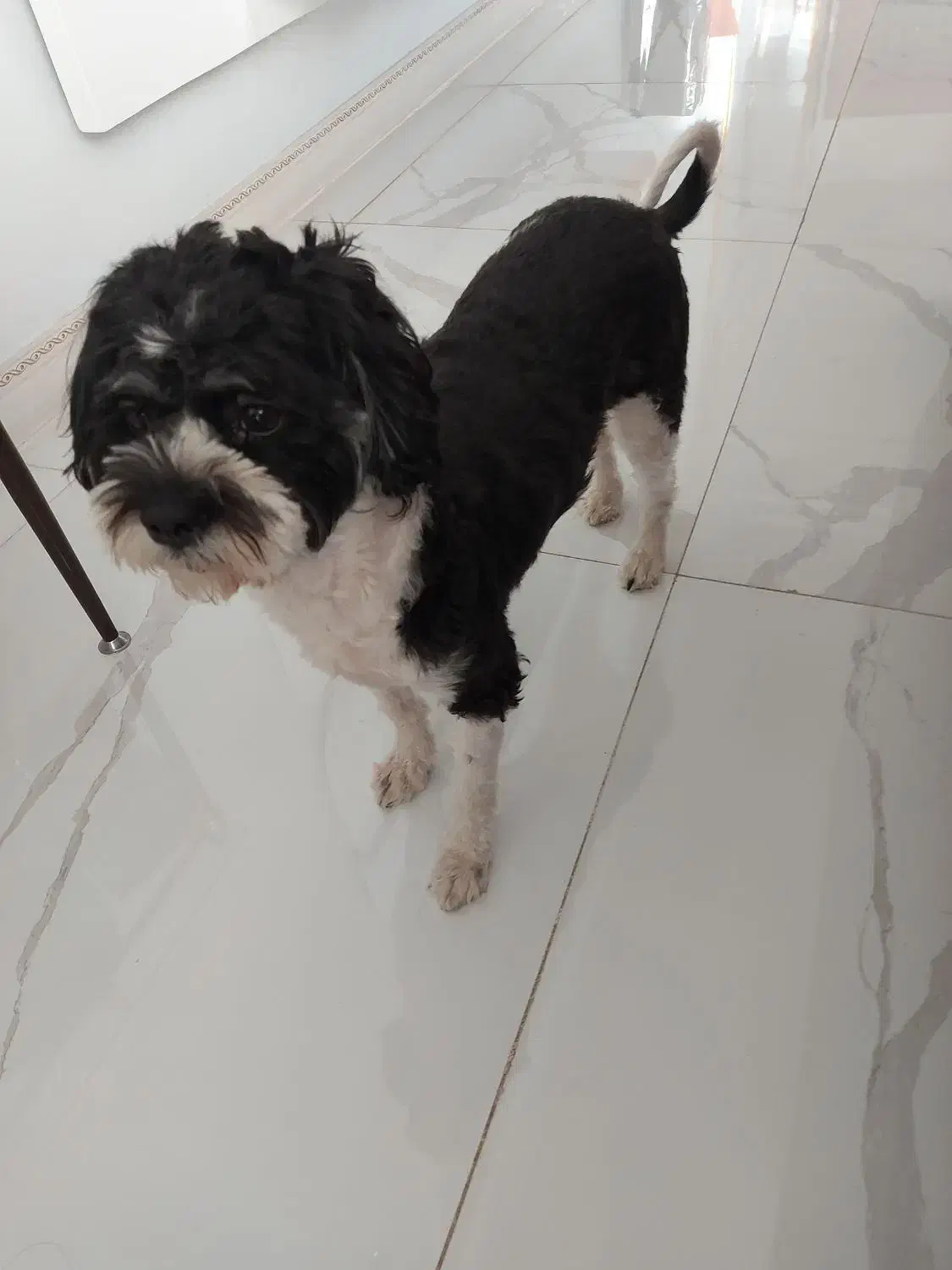 واگذاری شیتزو تریر به خانواده مطمئن و دارای فرزند|سگ|سیرجان, |دیوار