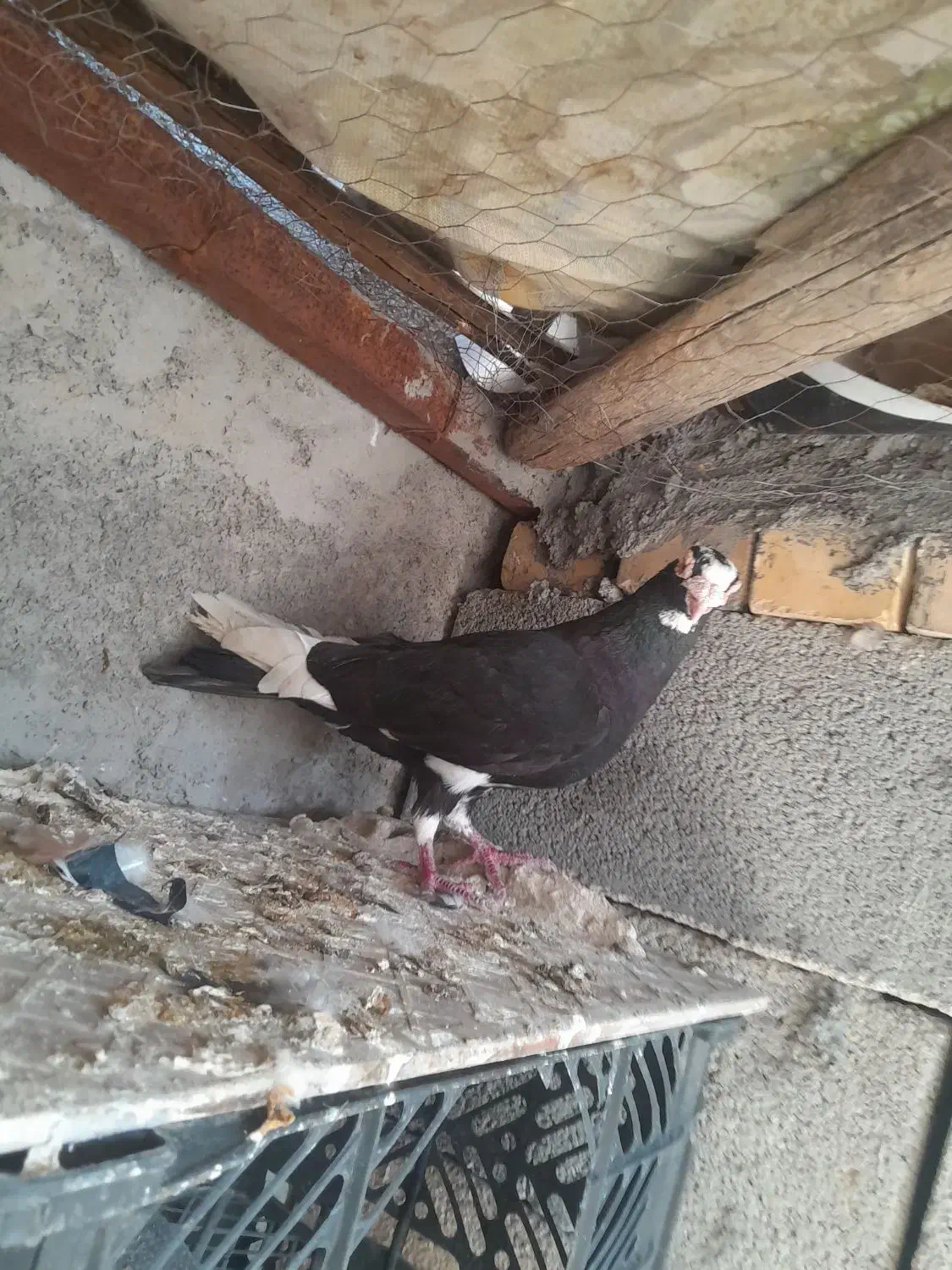 دورگ|پرنده|رامهرمز, |دیوار