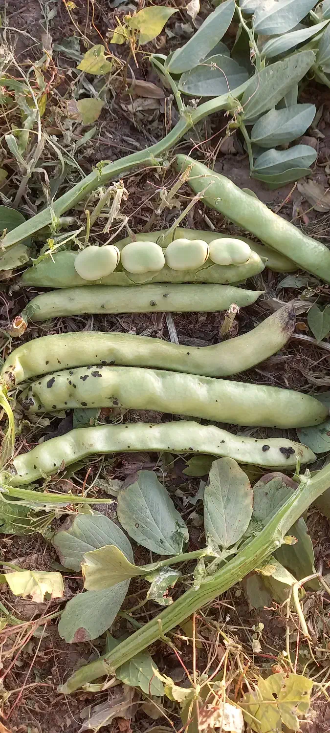 بذر باقلا باقله 7 بند شاخ بزی تضمینی|حراج|بروجرد, |دیوار