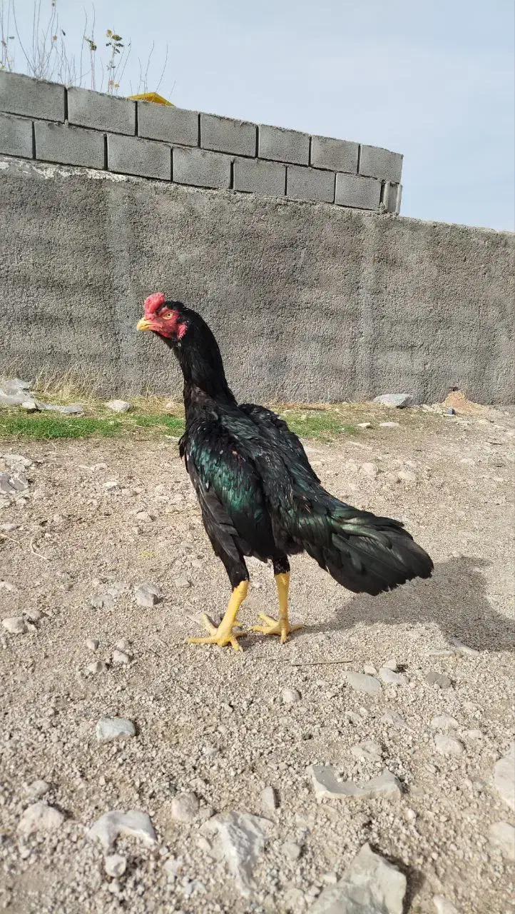 لاری ۹ماهه|حیوانات مزرعه|سرپل ذهاب, |دیوار