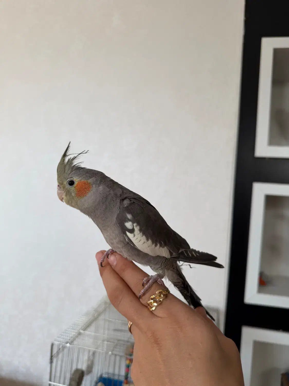 دوعدد عروس هلندی با وسیله کامل|پرنده|پیر بکران, |دیوار