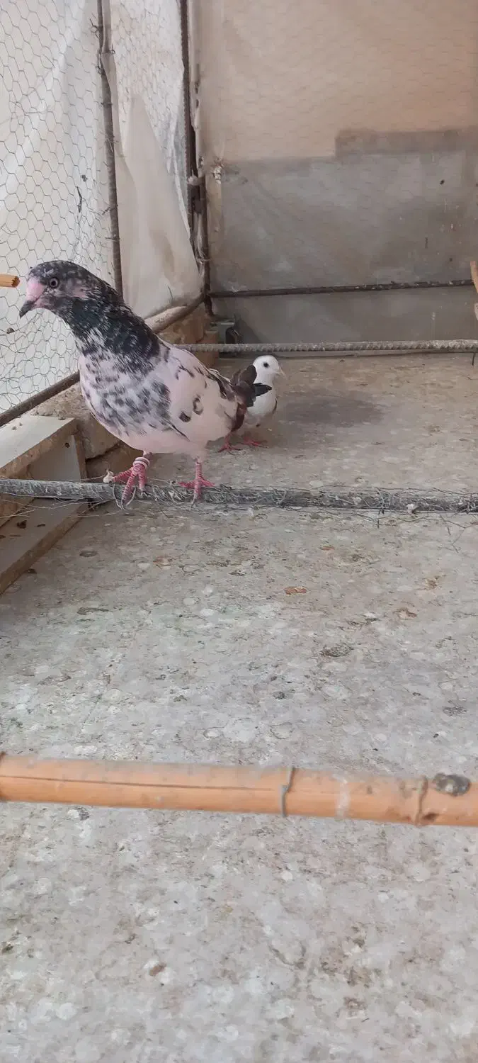 ۳ عدد کبوتر گرفتنی رو ۷طبقه بسیار زیبا|پرنده|تهران, دکتر هوشیار|دیوار