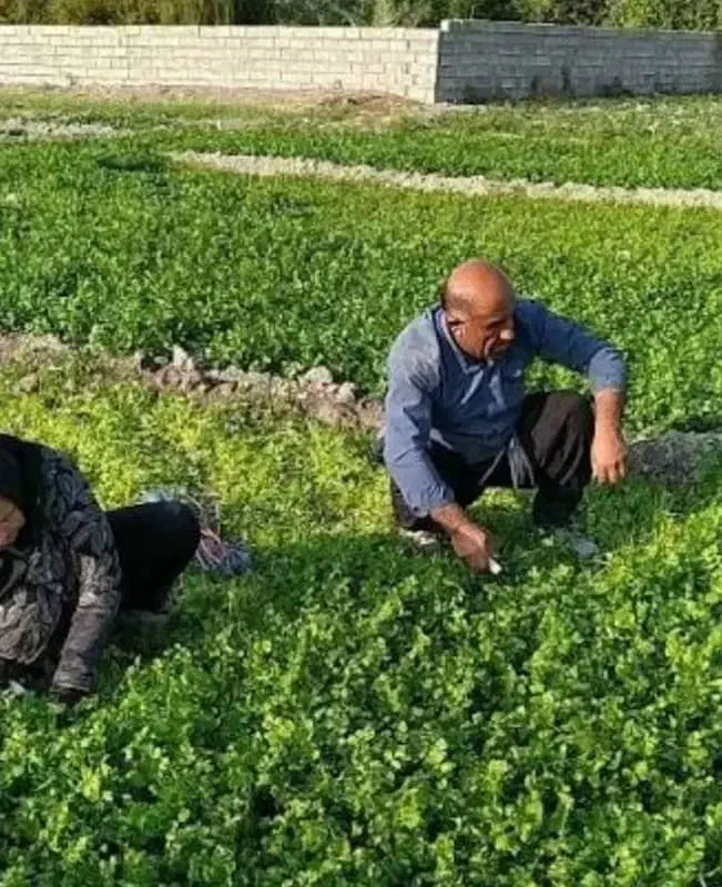 سبزی خورشی و خوردنـی|خوردنی و آشامیدنی|شاهین‌شهر, حاجی آباد|دیوار