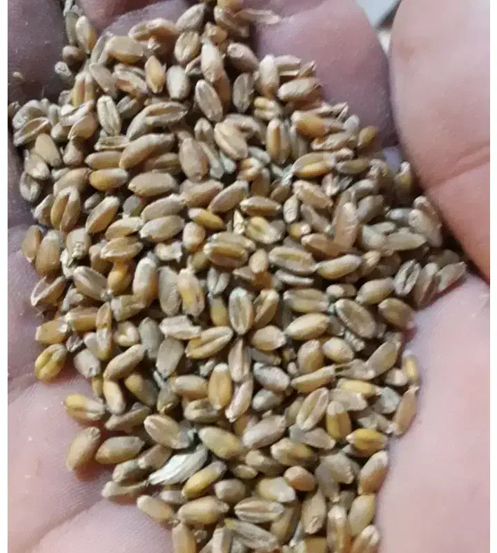 گندم ال جی 5|گل و گیاه طبیعی|دهلران, |دیوار