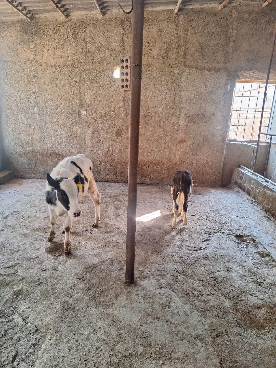 گوساله ماده سیمینتال|حیوانات مزرعه|پاکدشت, پاکدشت (مامازند)|دیوار