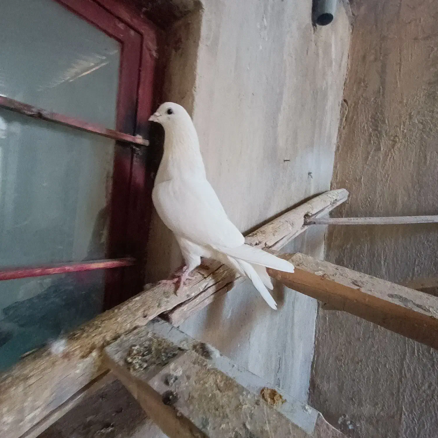 کفتر|پرنده|معصومیه, |دیوار