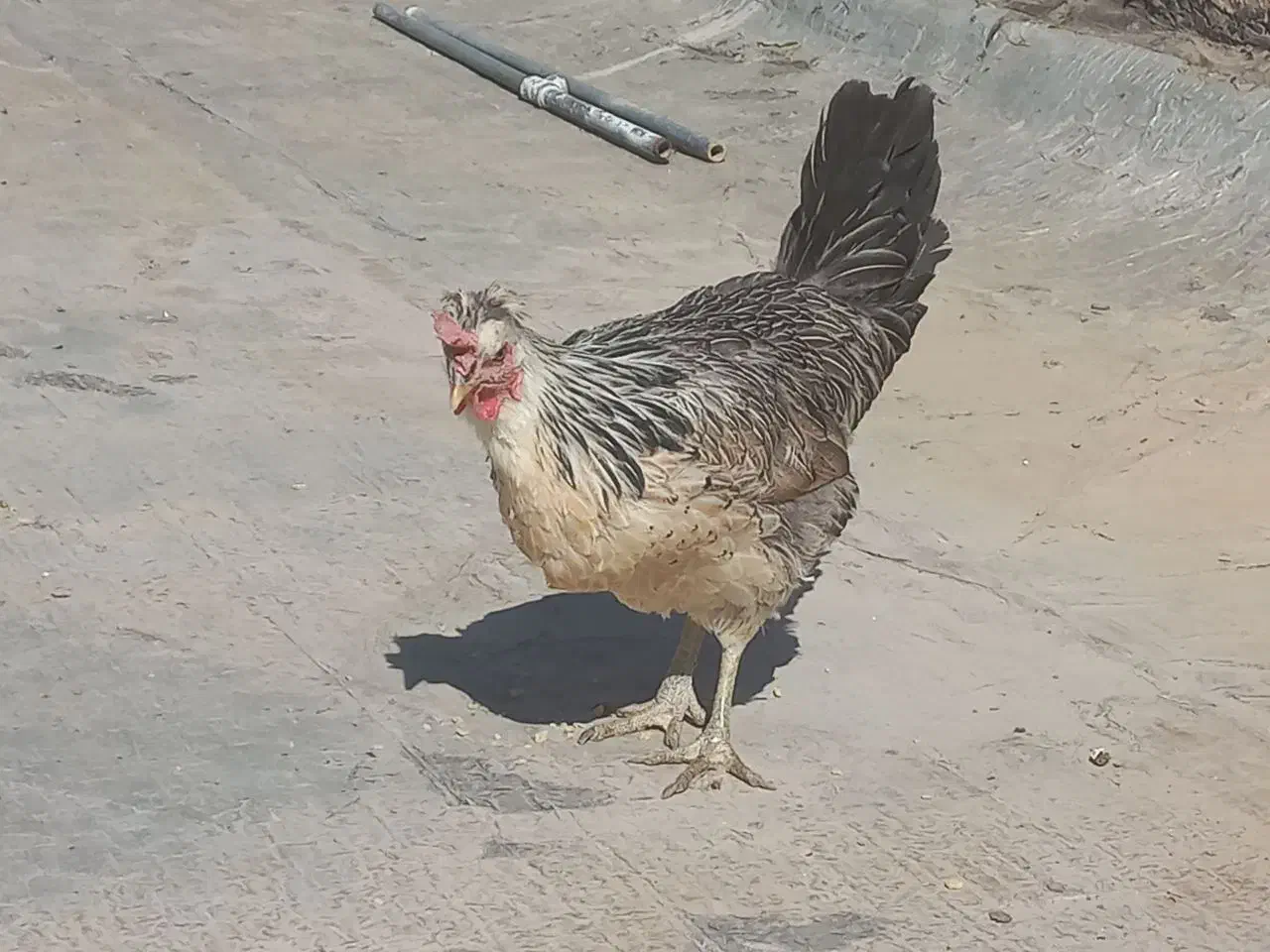 مرغ بومی تخم گذار ۲ ساله|پرنده|اصفهان, سپاهانشهر|دیوار