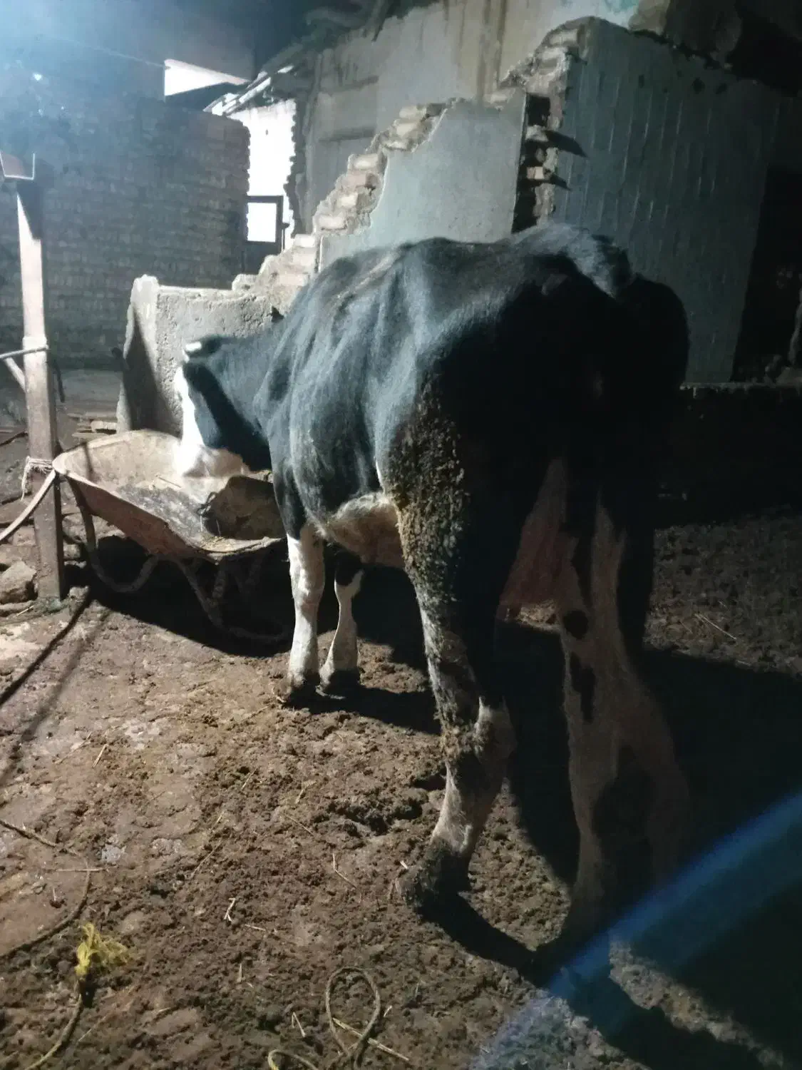 گاوموندبیلیارد شیری باگوساله ۳ماهه|حیوانات مزرعه|آق قلا, |دیوار