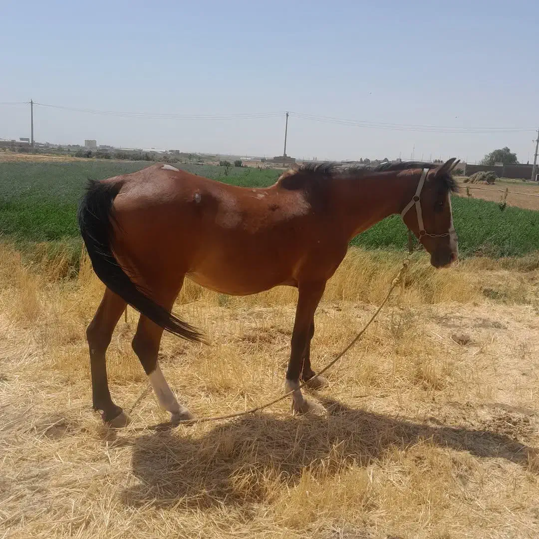 اسب مادیان نژادکرد|اسب و تجهیزات اسب‌سواری|بناب, |دیوار