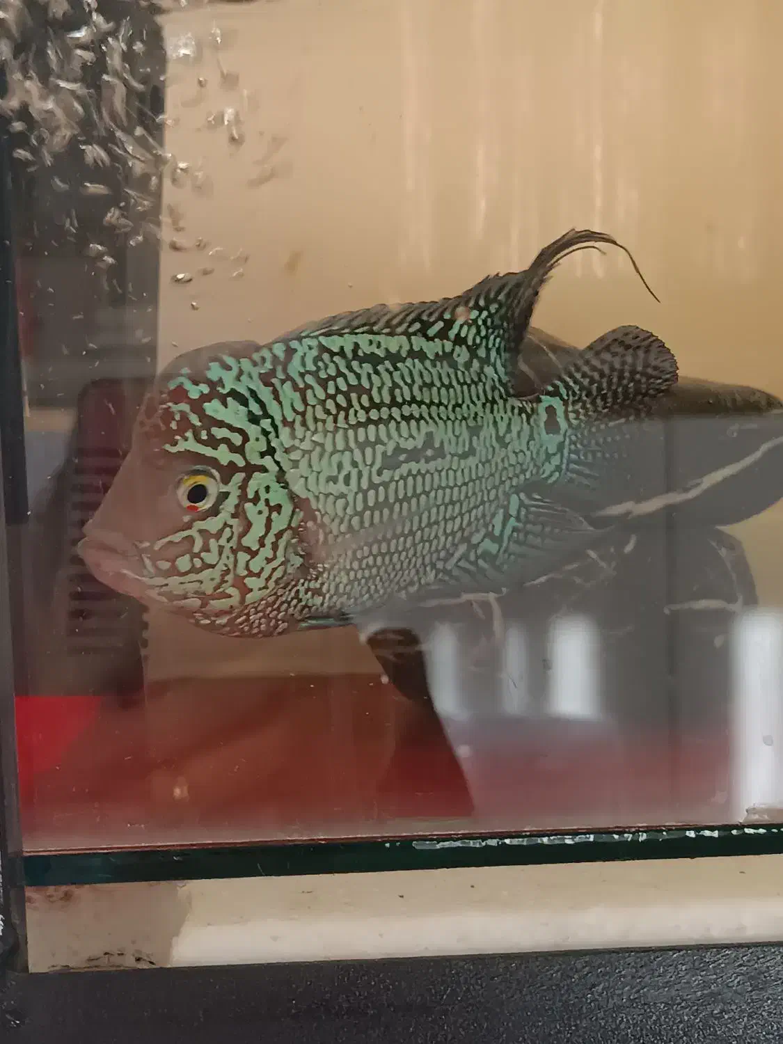 2تا ماهی فلاور کامفا|ماهی|ری, شهادت|دیوار