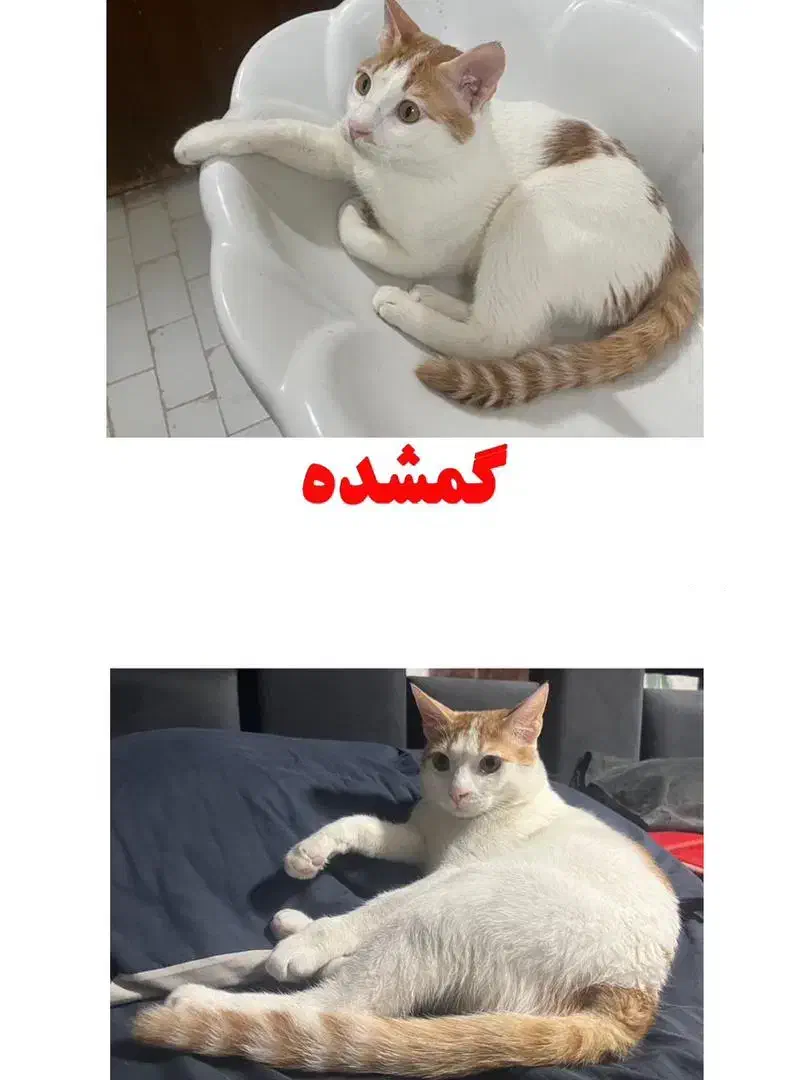 گربه گمشده|حیوانات|اهواز, پردیس|دیوار