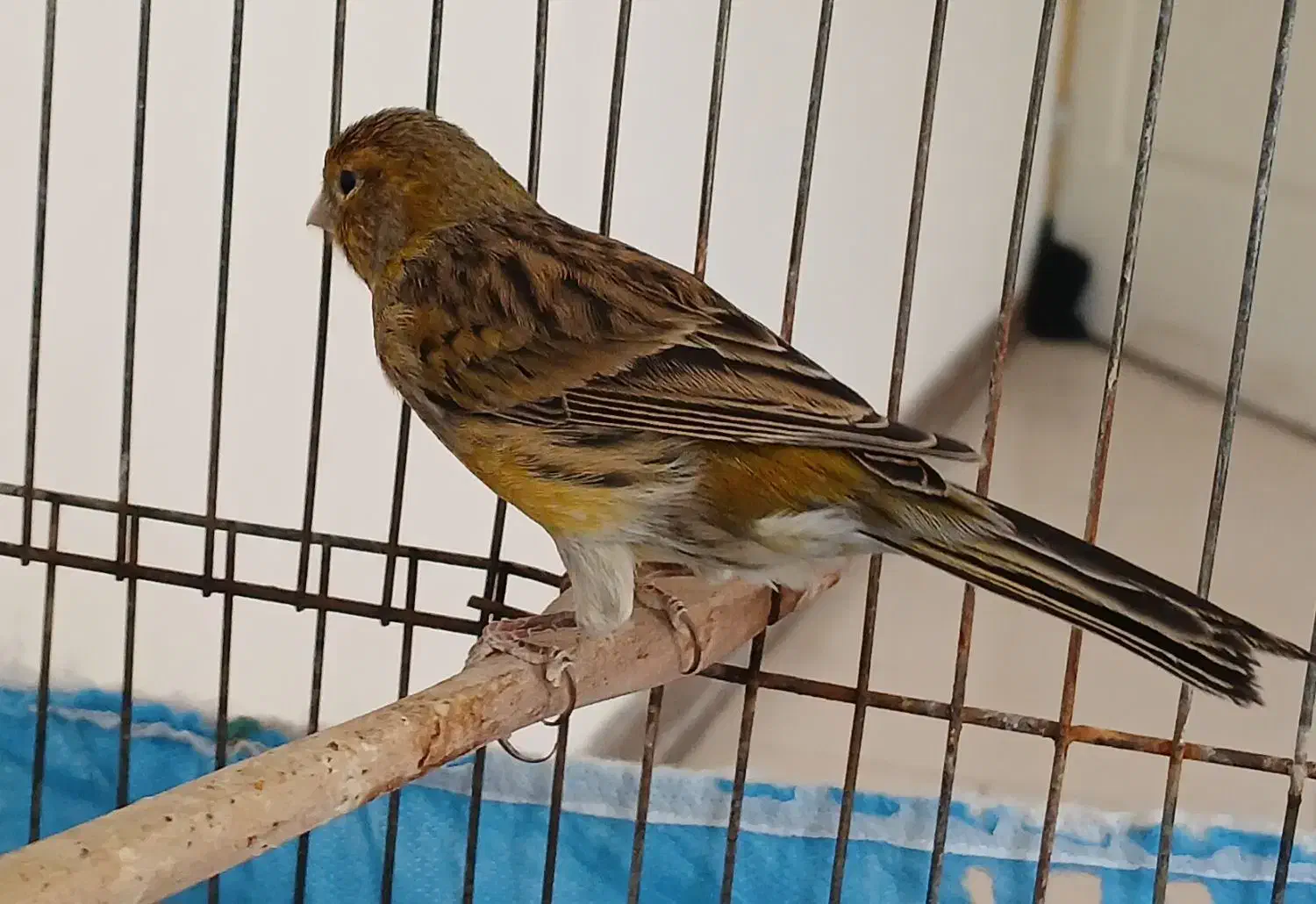 قناری نر سرخ سوخته رنگ طبیعی|پرنده|چهارباغ, |دیوار