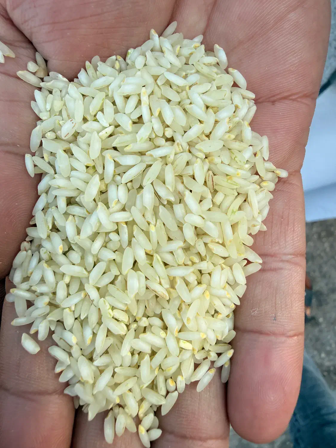 برنج عنبر بور سبز به شرط پخت|خوردنی و آشامیدنی|شادگان, |دیوار