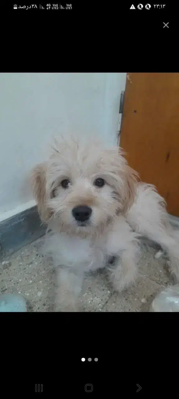 سگ باهوش|سگ|قم, شاه ابراهیم|دیوار