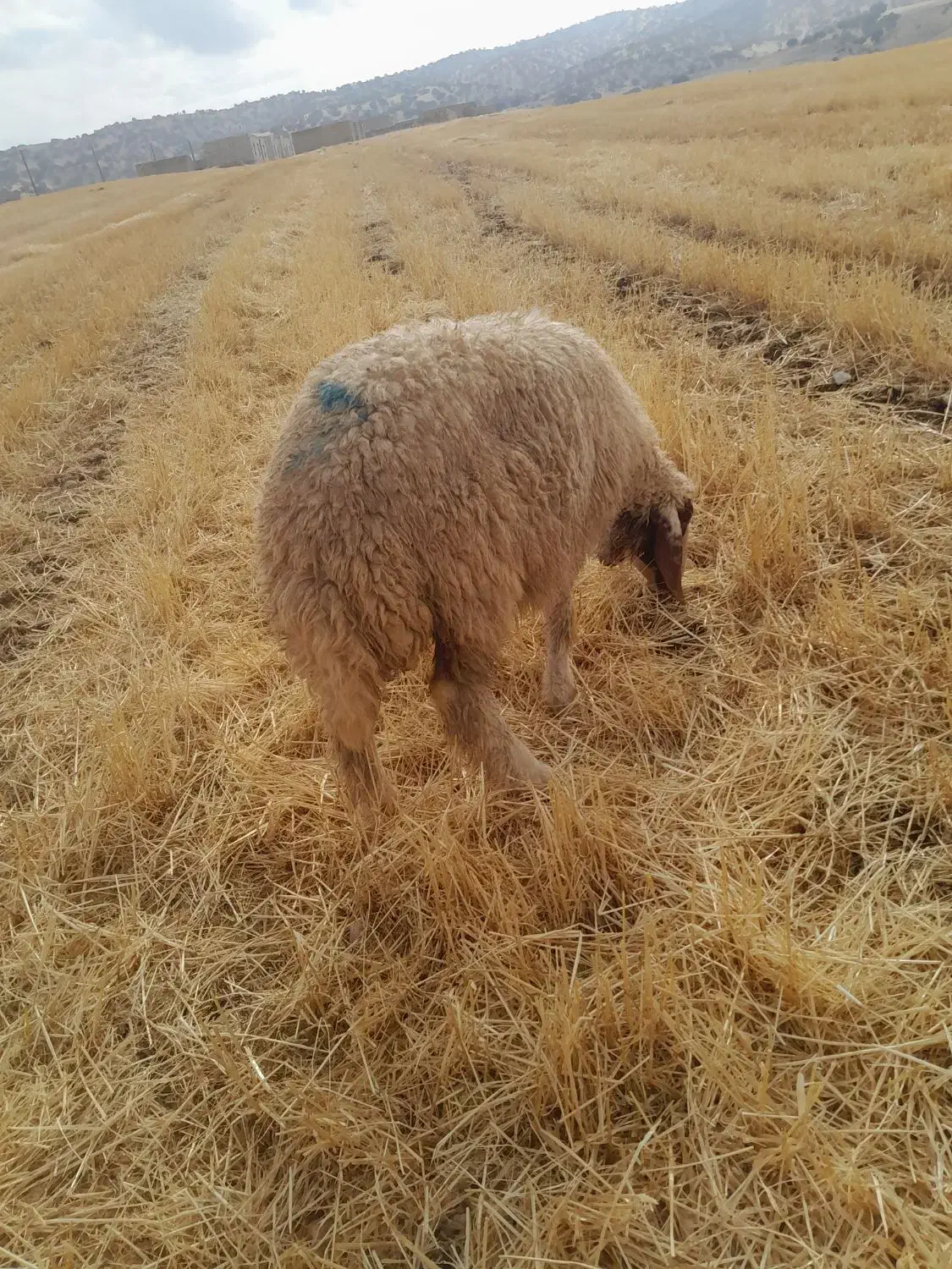 بره ماده سنجابی|حیوانات مزرعه|گیلان غرب, |دیوار