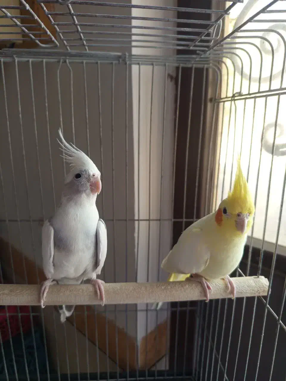 عروس هلندی|پرنده|گرمسار, |دیوار