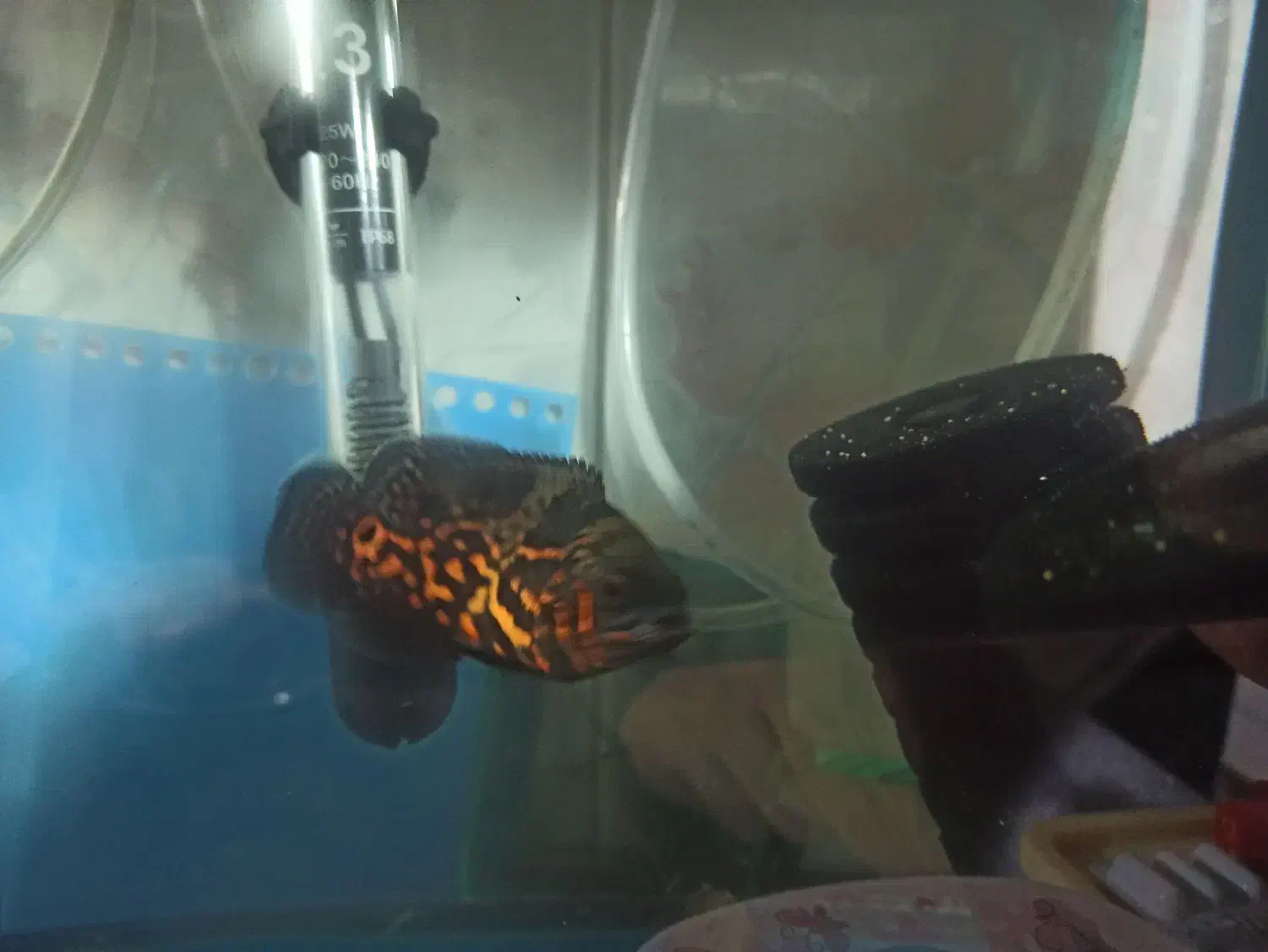 ماهی اسکار|ماهی|شیراز, منطقه هوایی شهید دوران|دیوار