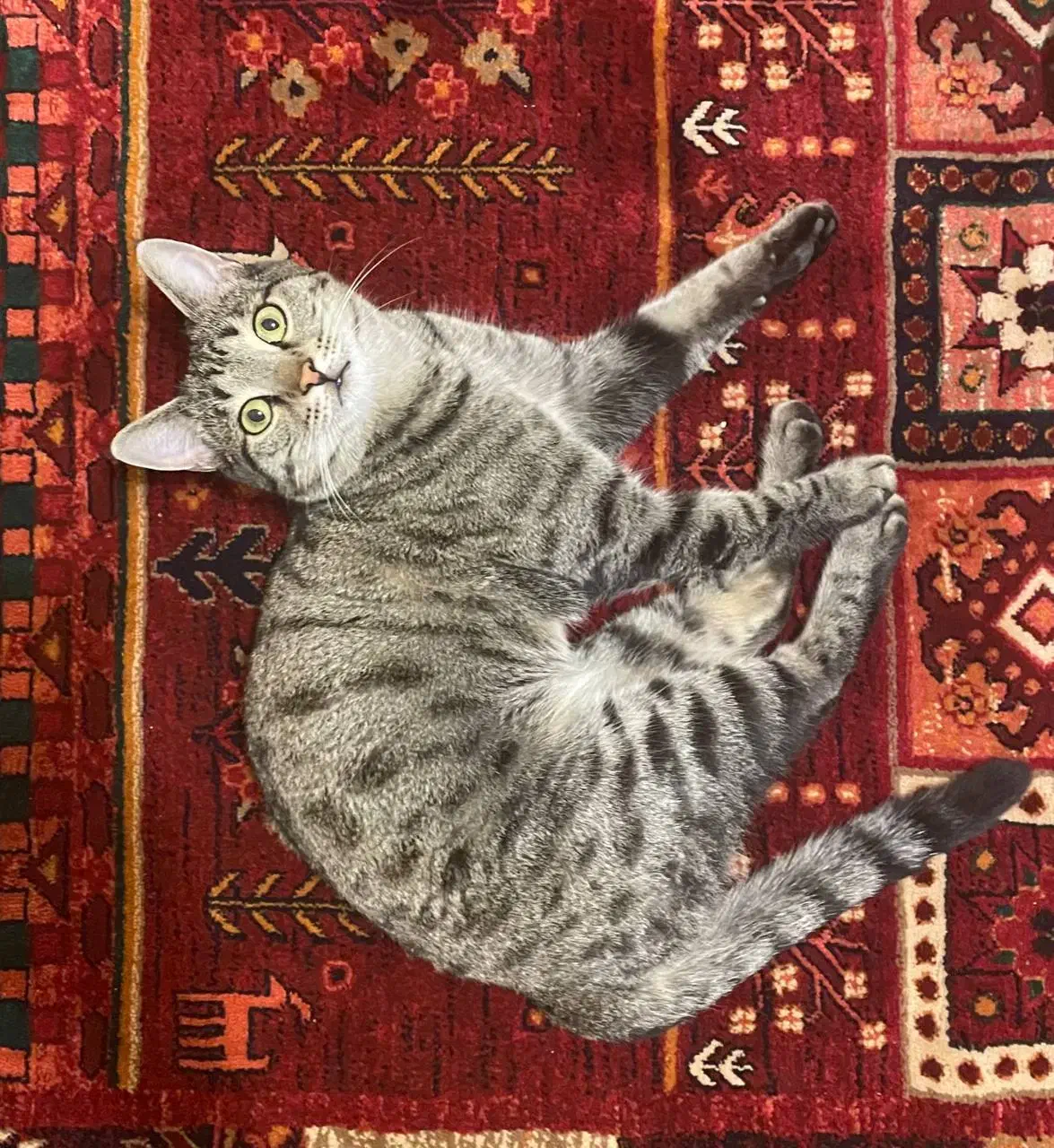 آگهی گم شده|حیوانات|تبریز, |دیوار