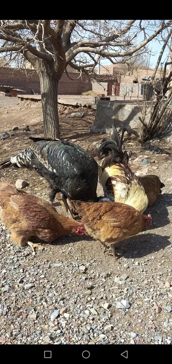 مرغ تخمی و خروس|حیوانات مزرعه|چترود, |دیوار