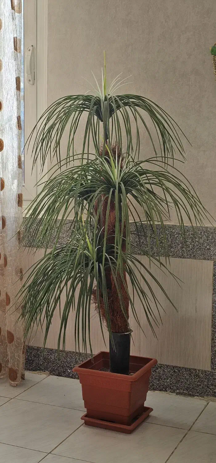 نخل مصنوعی|گل مصنوعی|شاهینشهر, حافظ شمالی|دیوار