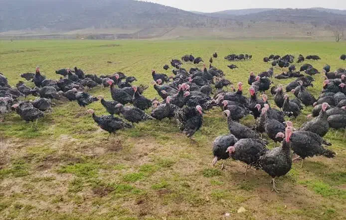فروش بوقلمون برنز محلی|خوردنی و آشامیدنی|شیراز, محمدیه|دیوار