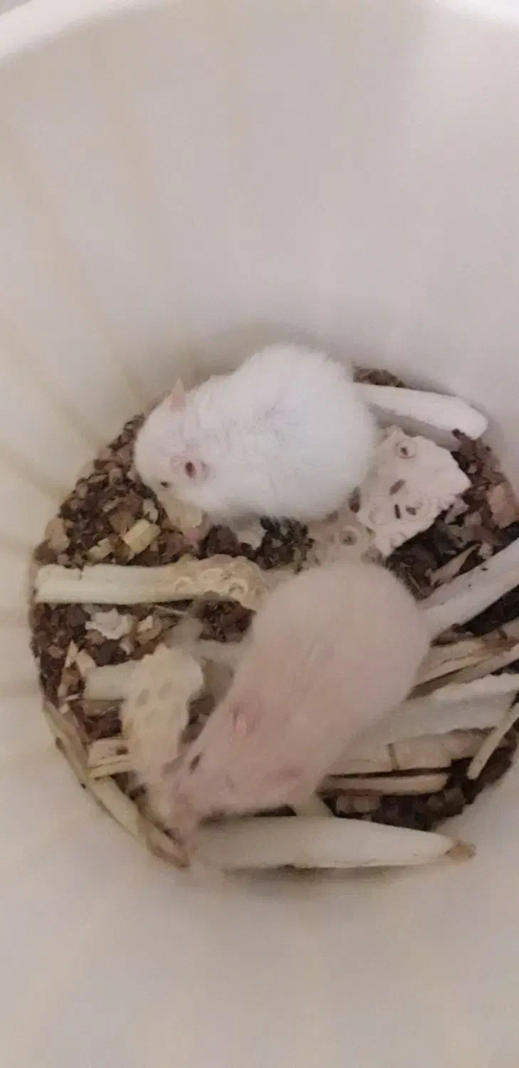 همستر|موش و خرگوش|شاهرود, |دیوار