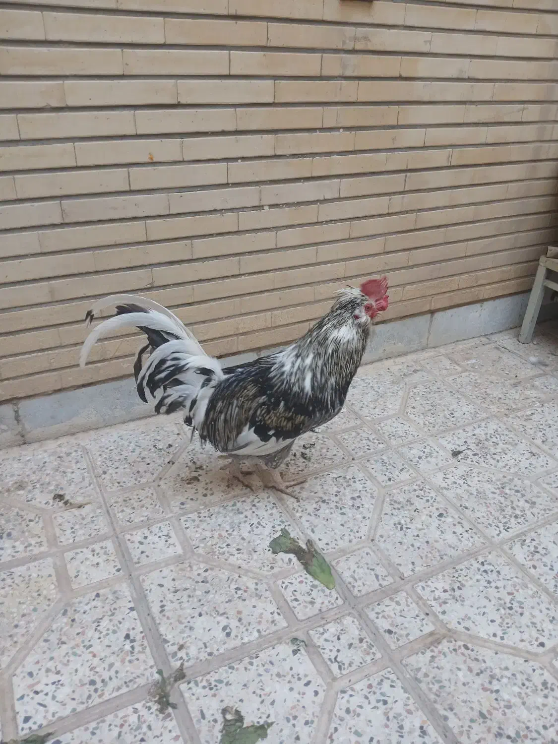 خروس اصلاح شده امریکایی|حیوانات مزرعه|اصفهان, مسجد مصلی|دیوار