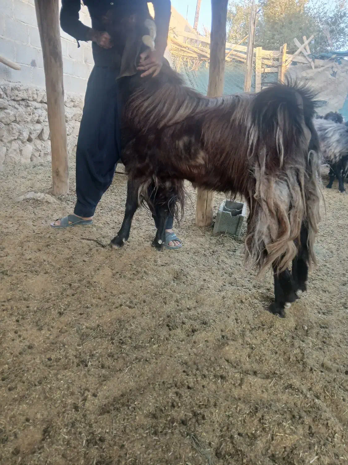 نری|حیوانات مزرعه|زرین دشت (فارس), |دیوار