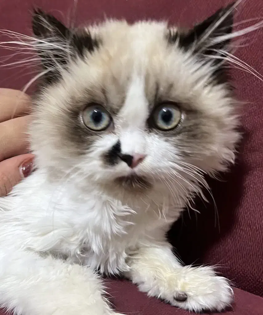 گربه رگدال پنج ماهه|گربه|اصفهان, برازنده|دیوار