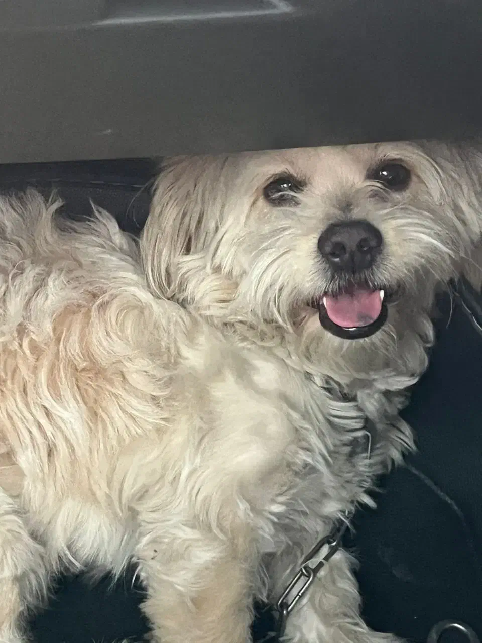 سگ گمشده به یابنده مژدگانی داده میشود|حیوانات|اسلامشهر, شهرک مهدیه|دیوار