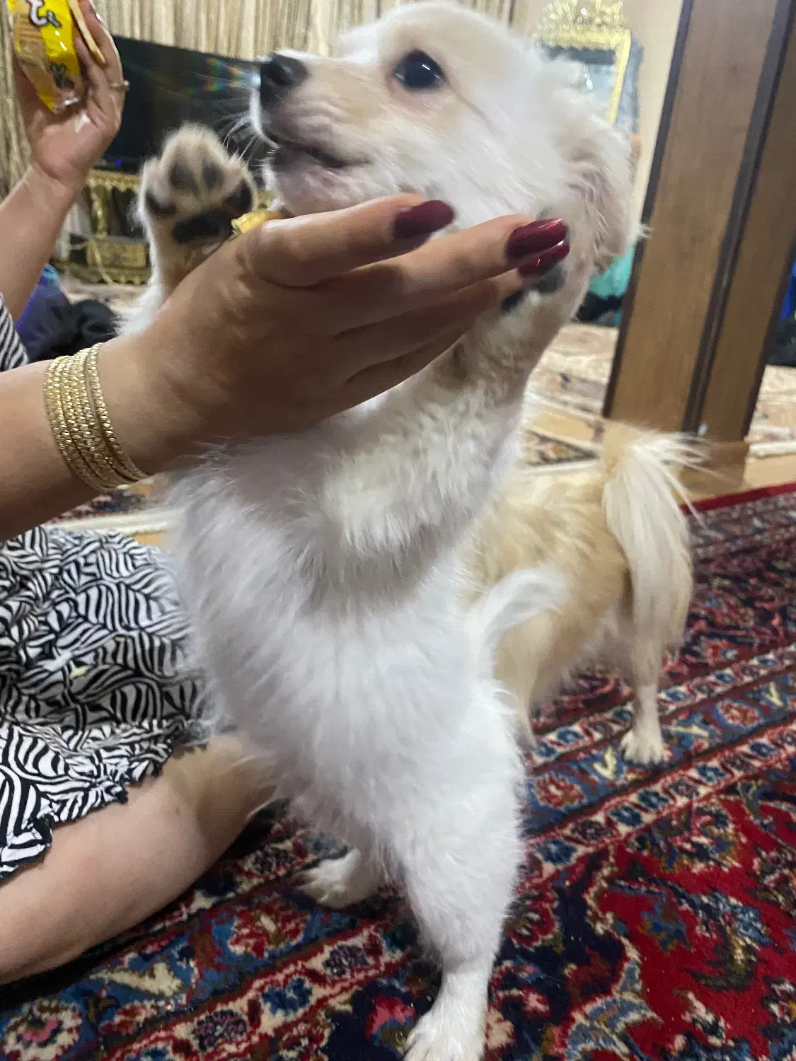 واگذاری سگ|سگ|آبیک, |دیوار