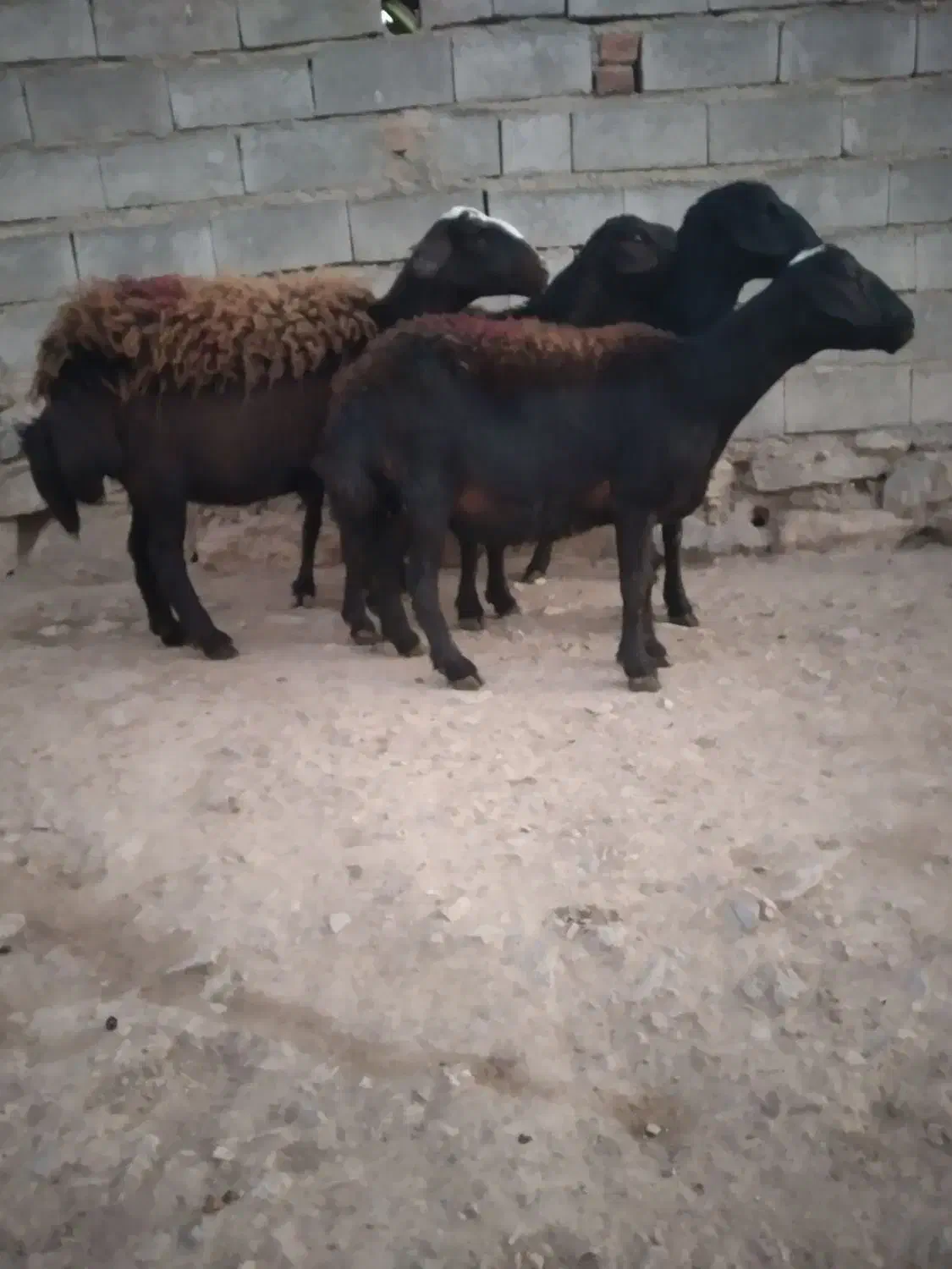 فروش چهار راس گوسفند قرقزل دوتاش شیشک دوتاش میش|حیوانات مزرعه|کنگاور, |دیوار