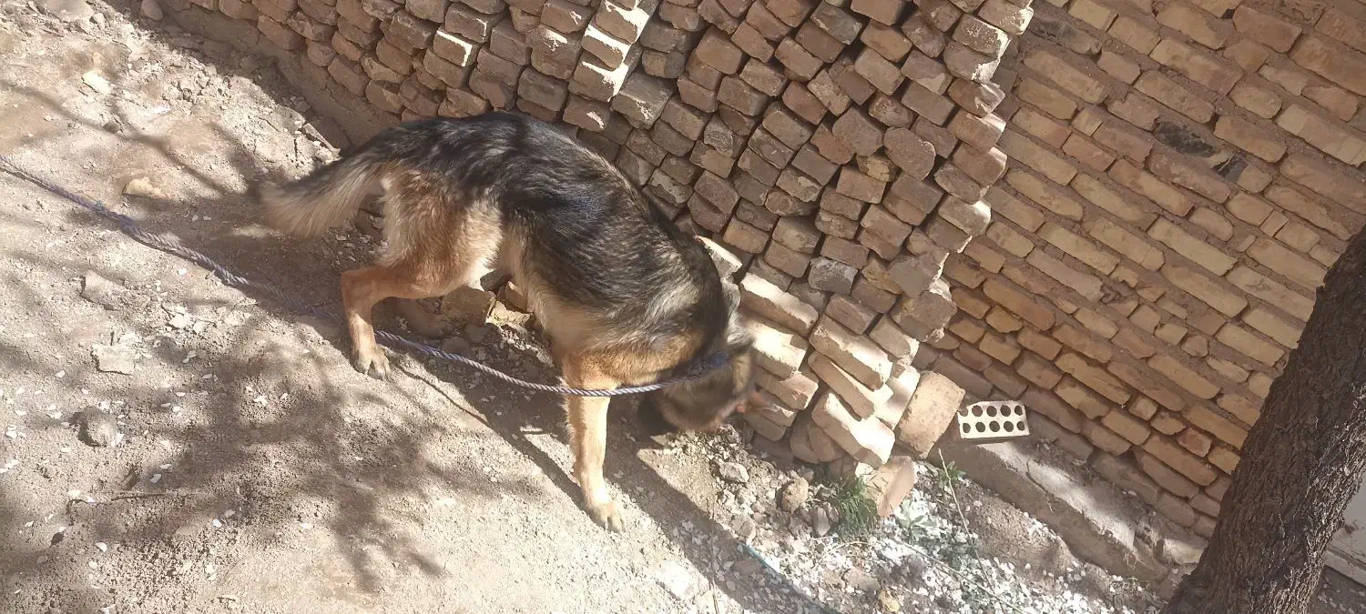 ژرمن|سگ|یزد, |دیوار