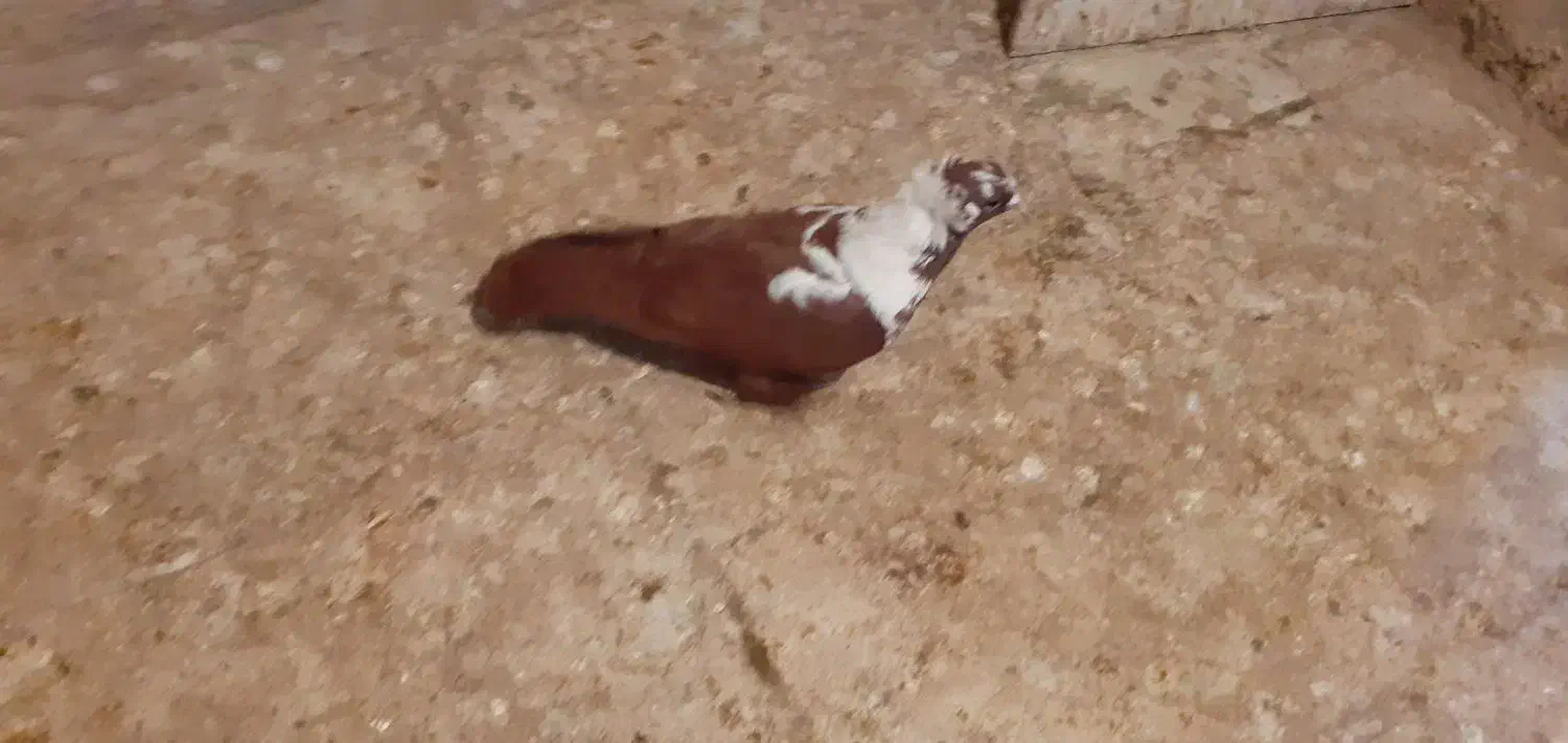 باسلام ککیلی نر جوان|پرنده|اردبیل, |دیوار