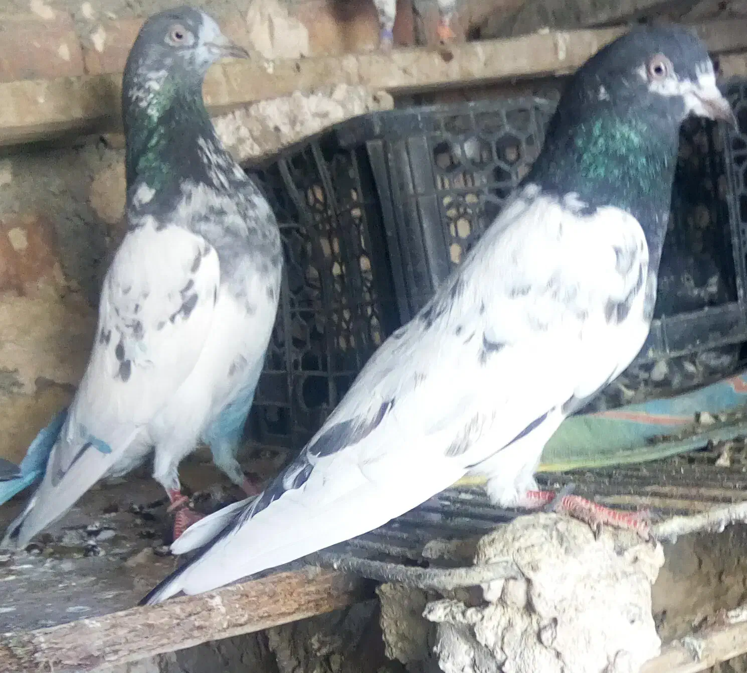 کفتر|پرنده|ایرانشهر, |دیوار