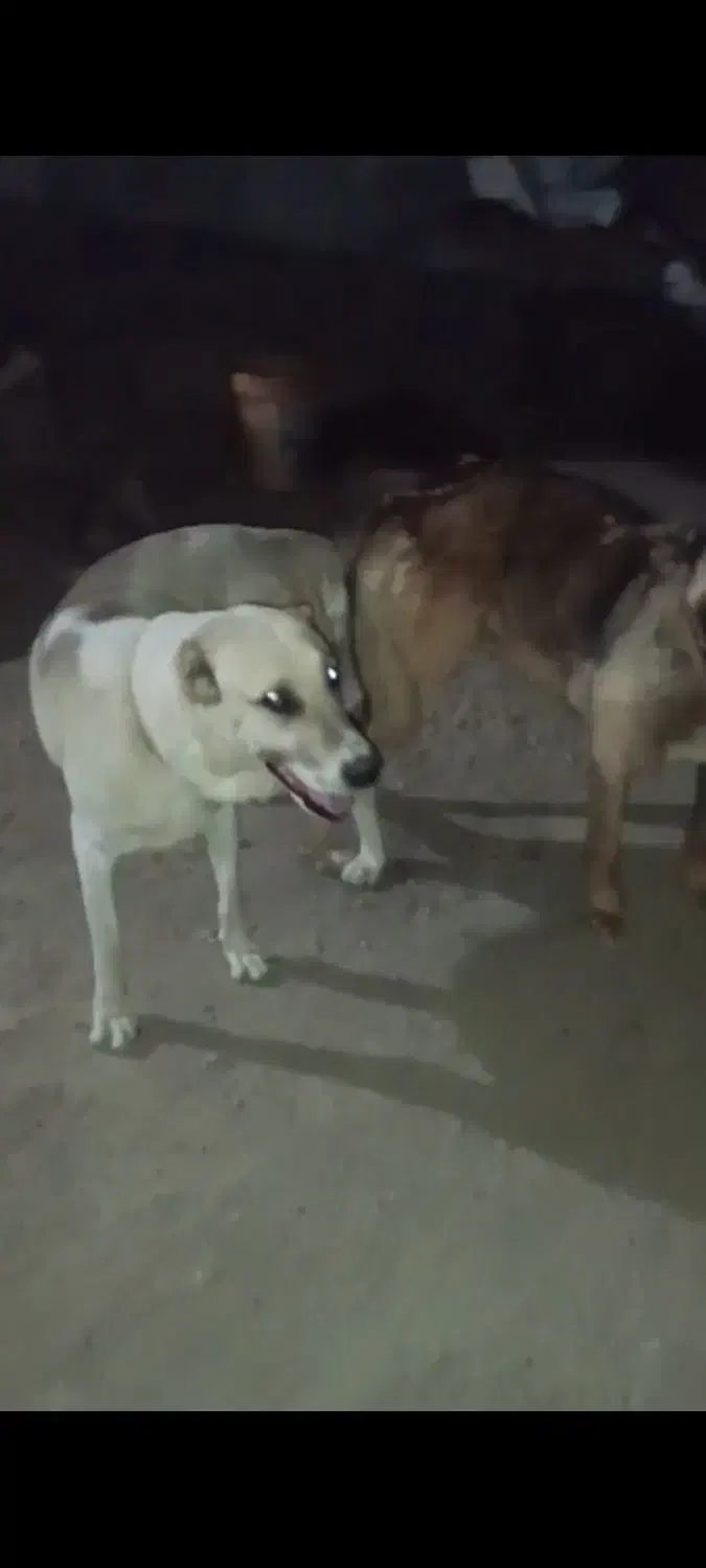 ماده سگ خراسانی|سگ|بجنورد, |دیوار