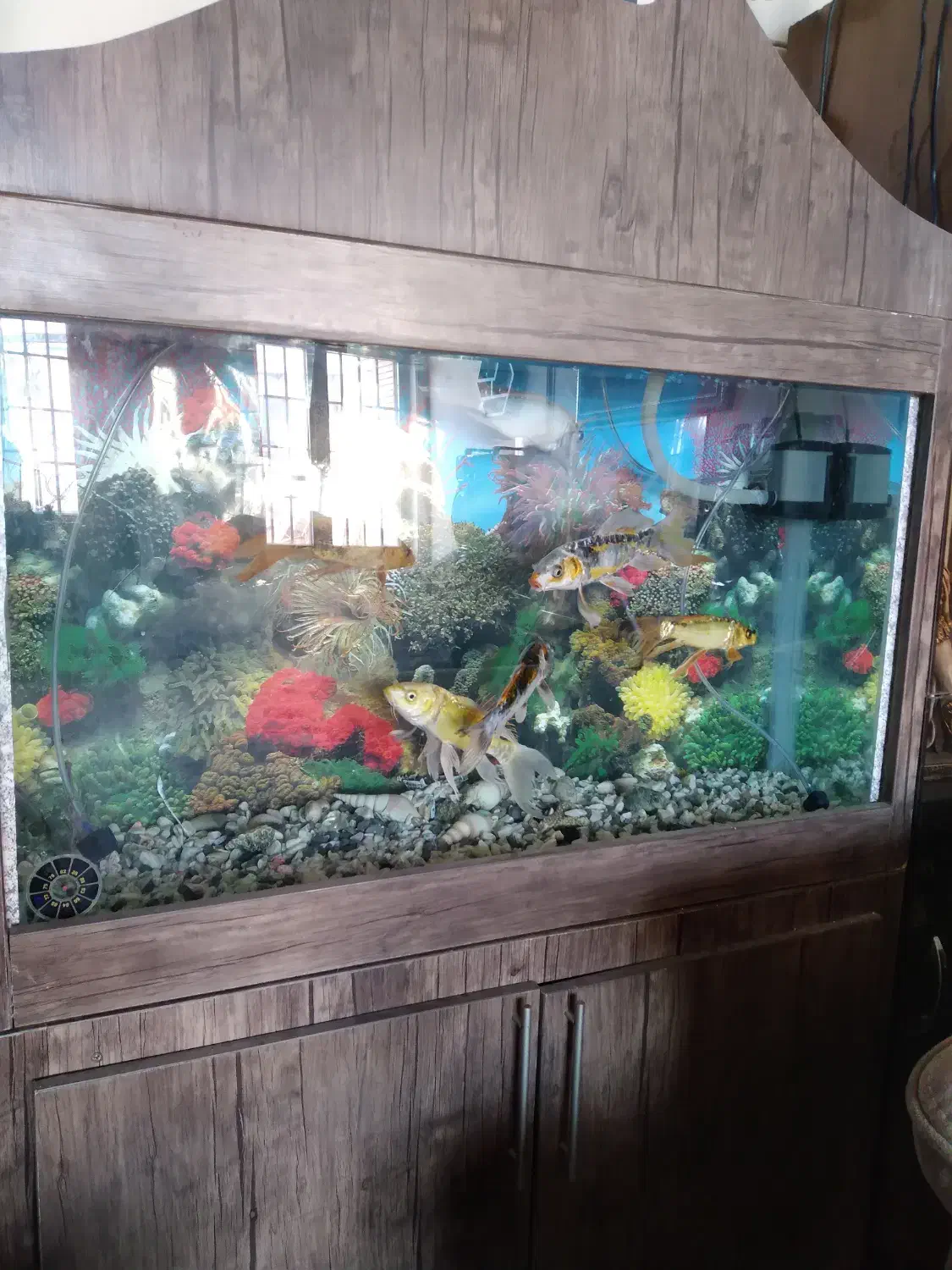 شش عدد ماهی کوی|ماهی|کرمان, |دیوار