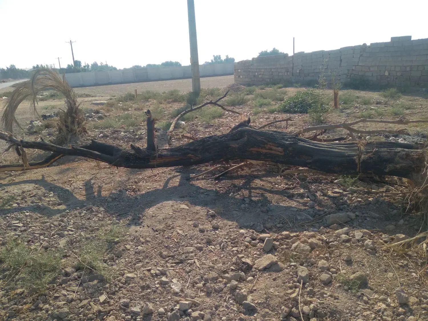 مقداری چوب برای ذوغال|عمدهفروشی|شوشتر, |دیوار