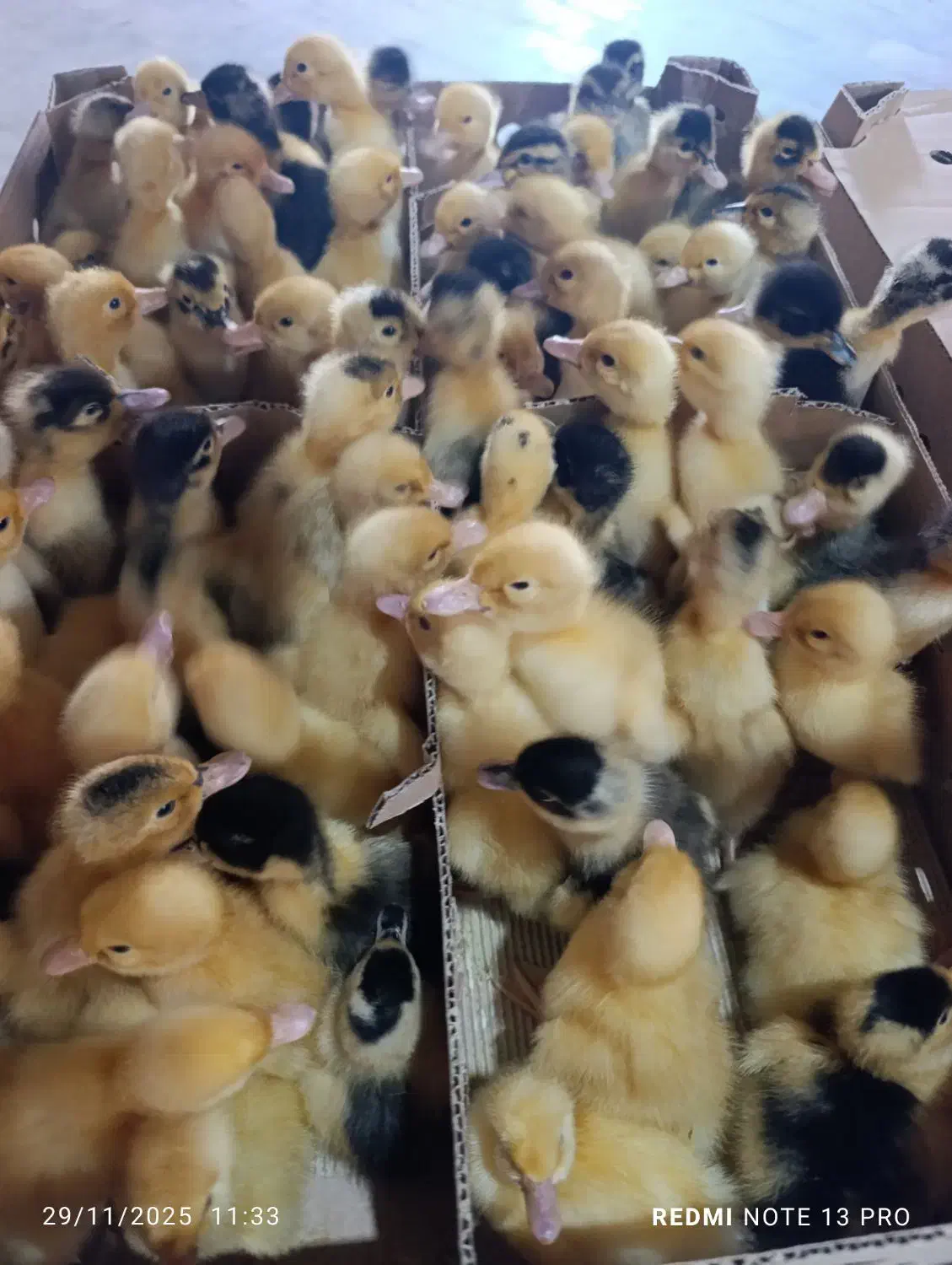 مرغابی گوشتی|حیوانات مزرعه|رشت, رودباری|دیوار