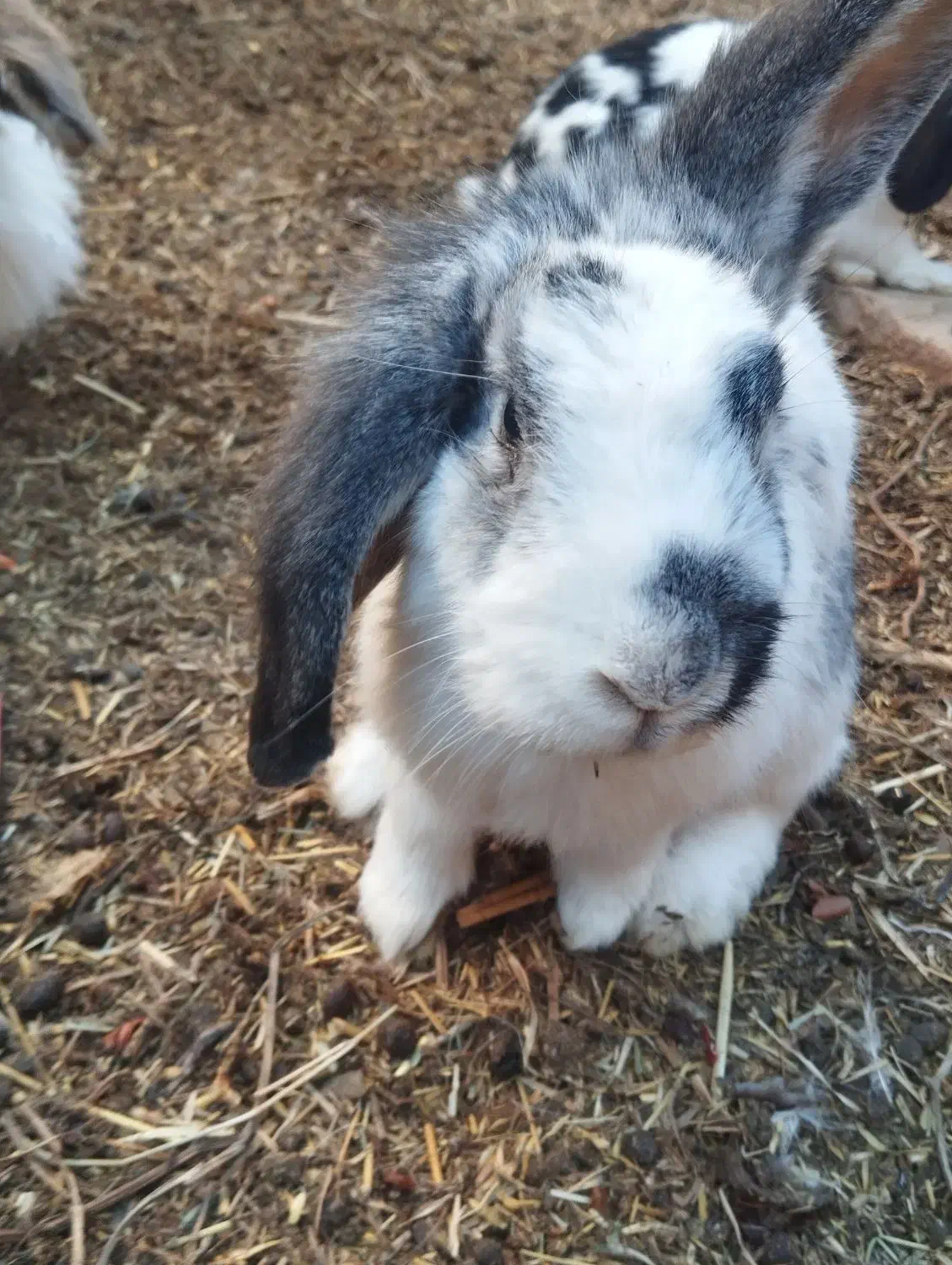 خرگوشه خونی|موش و خرگوش|زابل, |دیوار