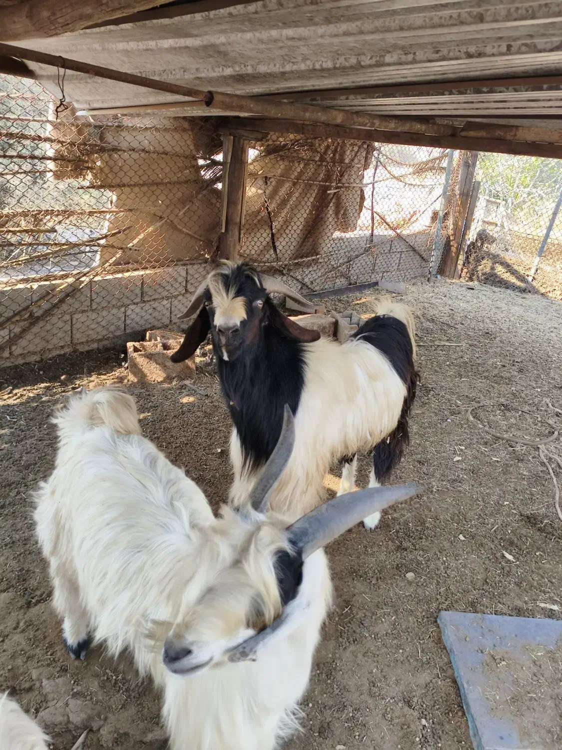 فروش دو راس پازن دو رگه|حیوانات مزرعه|جم, |دیوار