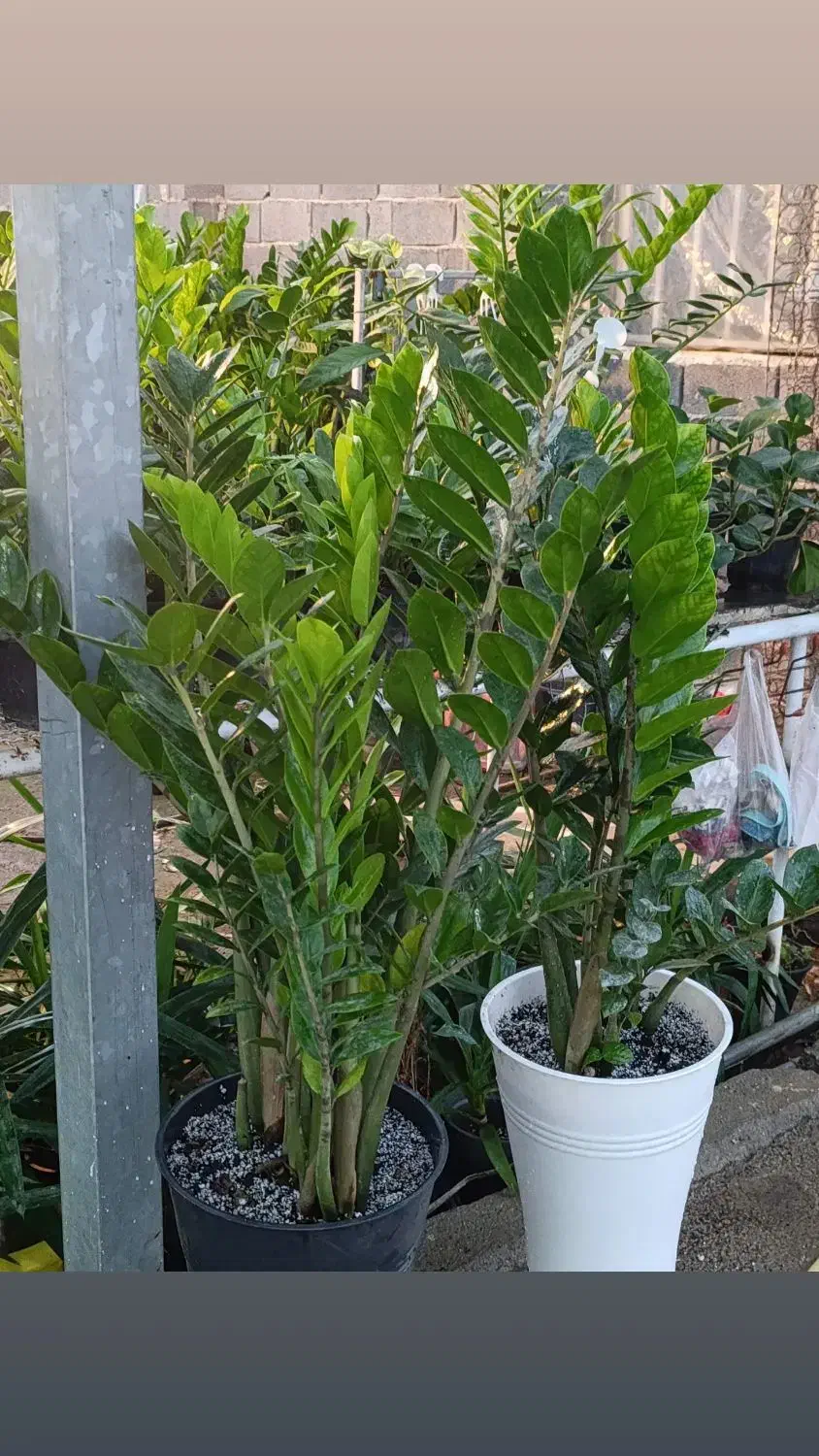 فروش گل‌های آپارتمانی قیمت توافقی|گل و گیاه طبیعی|ساری, |دیوار