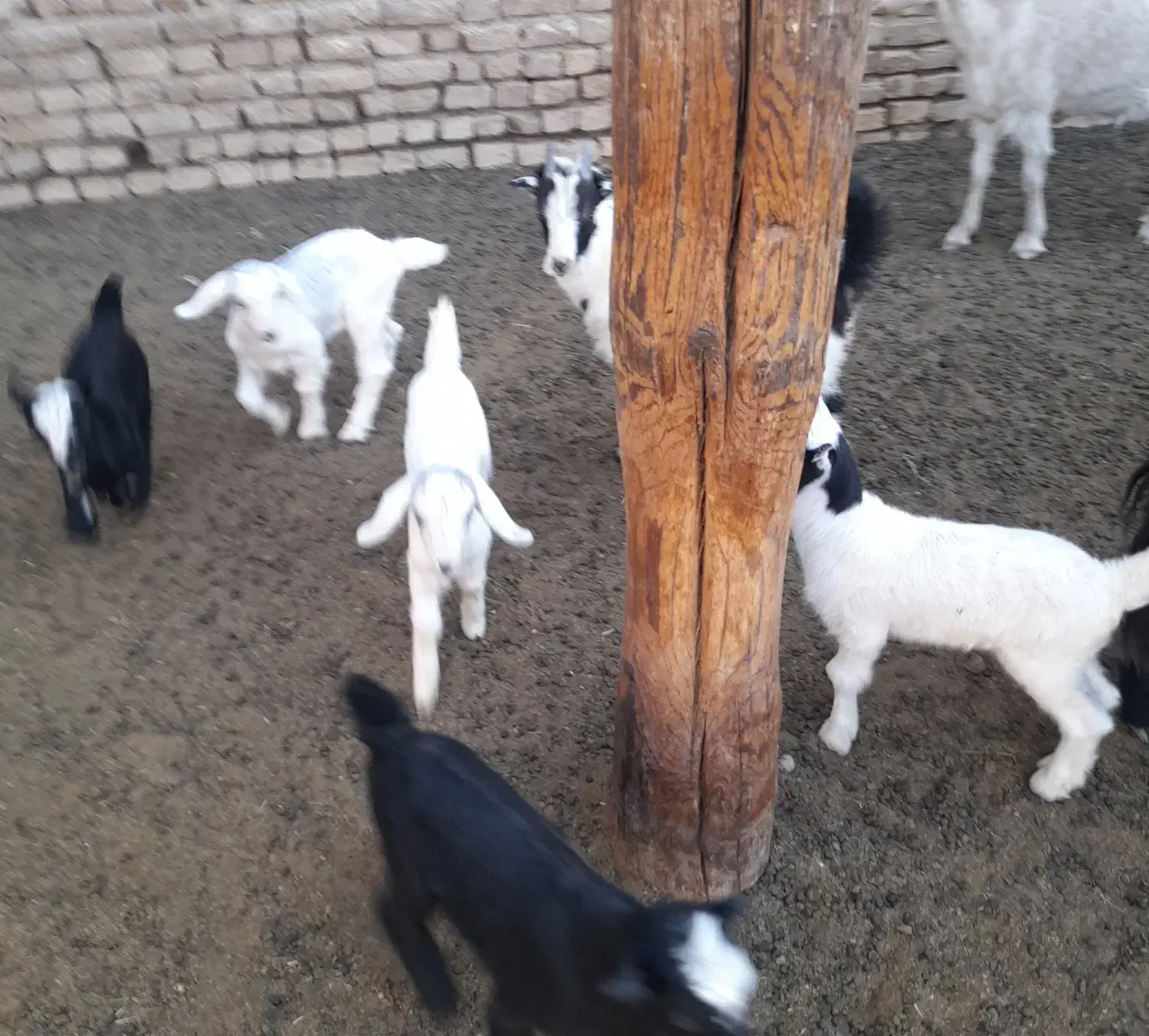 تعداد ۵راس بز  دوقولو  جوان  همراه  ۱۰راس بزغاله|حیوانات مزرعه|شریف‌آباد, |دیوار