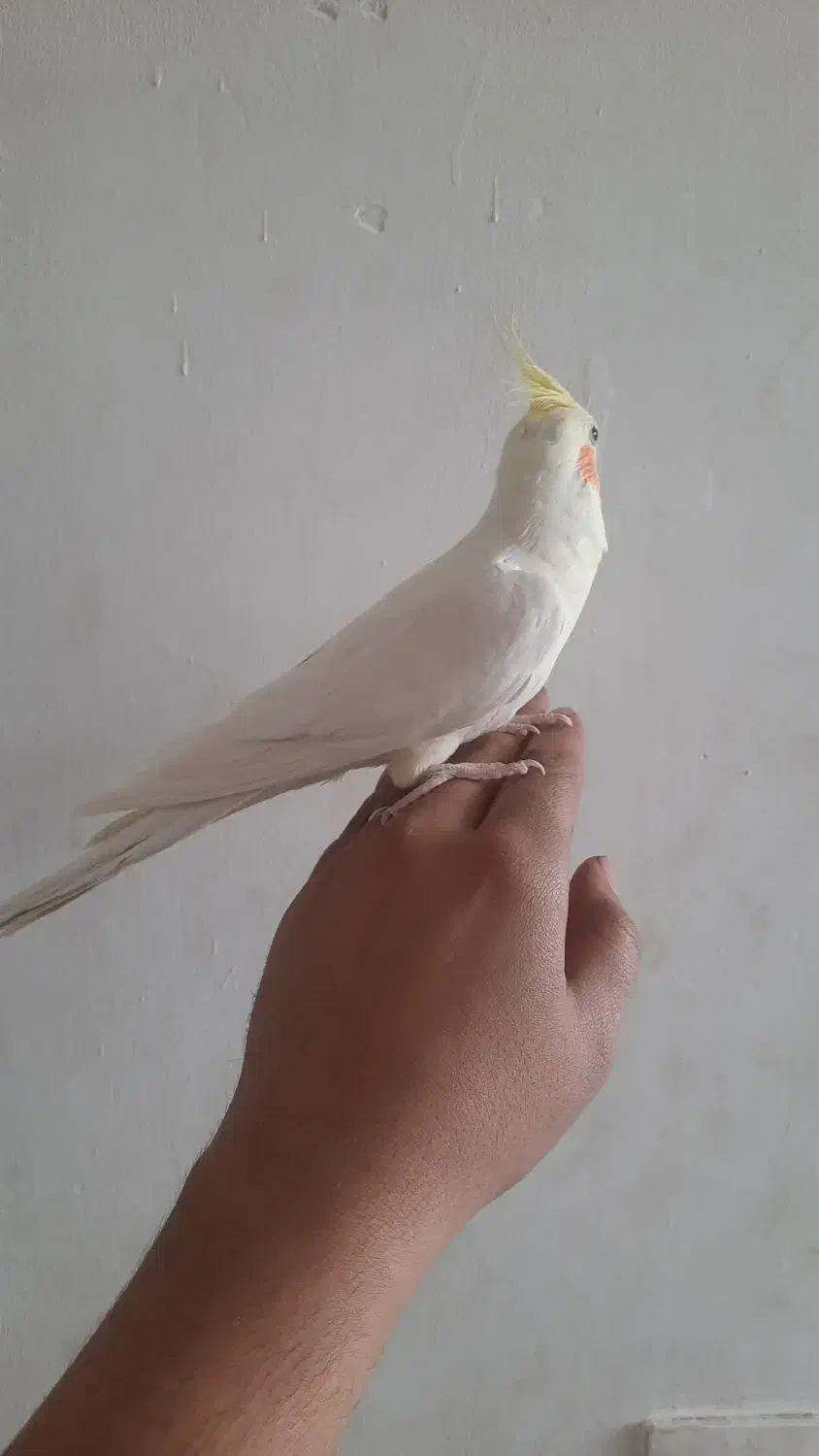 لوتینو|پرنده|قزوین, |دیوار