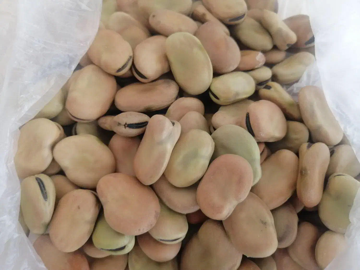 باقالا|خوردنی و آشامیدنی|شیراز, جوادیه|دیوار