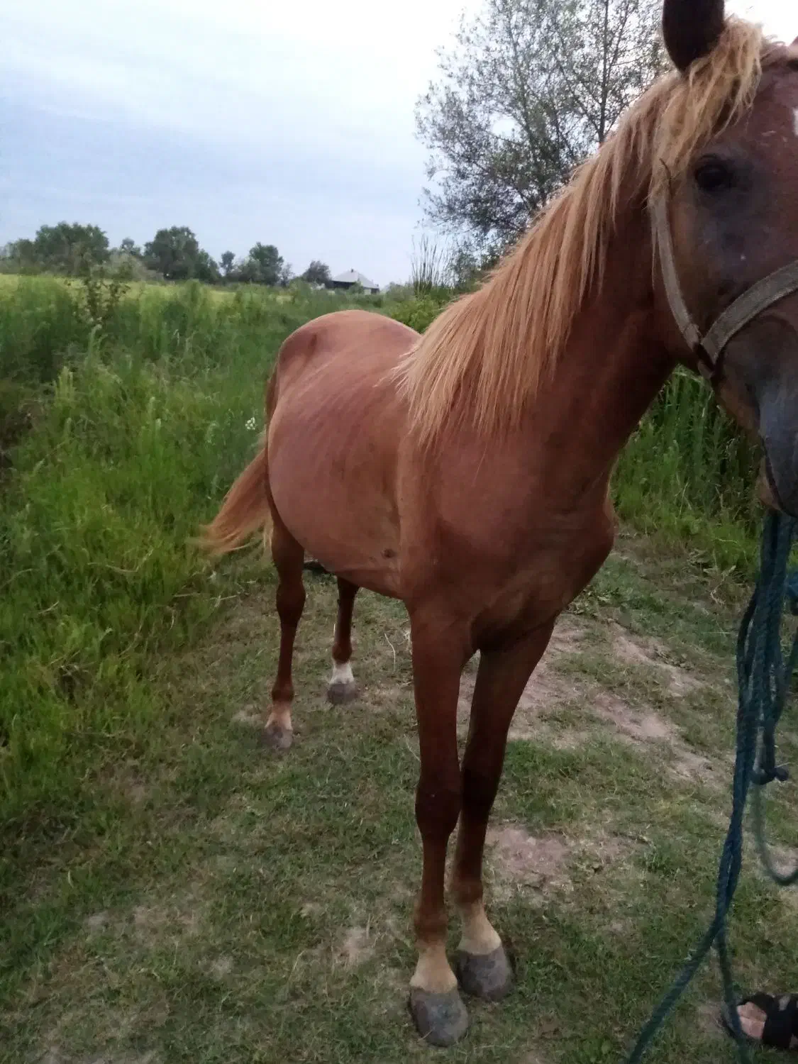 اسب نر|اسب و تجهیزات اسبسواری|لولمان, |دیوار