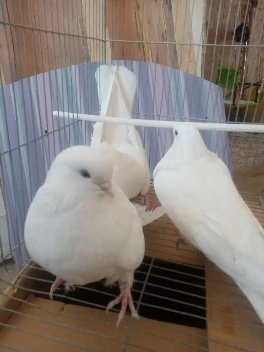 کبوتر سفید پرشی|پرنده|برخوار, |دیوار