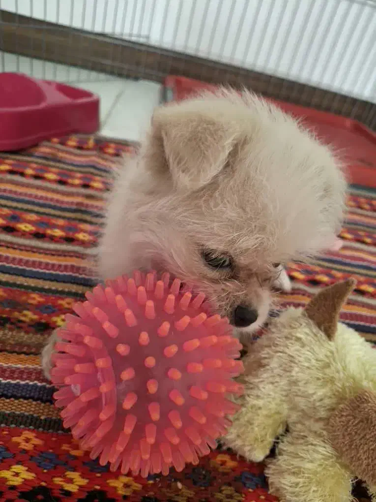 سگ آپارتمانی نژاد پامر|سگ|تهران, شهرک فردوس (حسینی)|دیوار